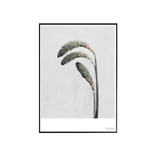 Vee Speers - 페니세툼 (Pennisetum)